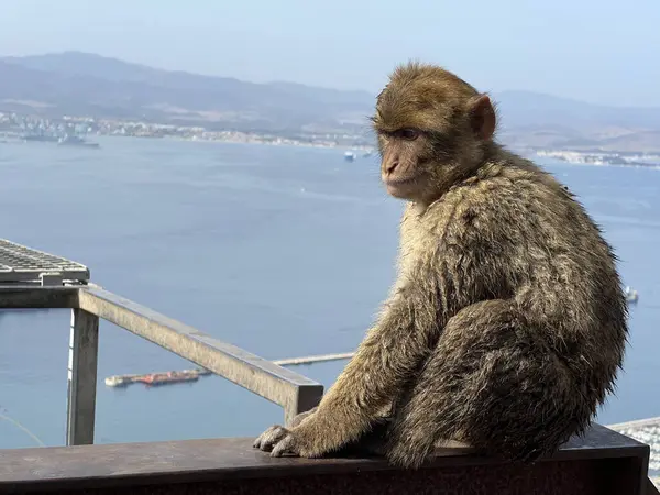 Barbaarse Macaque Aap Gibraltar Natuurreservaat — Stockfoto