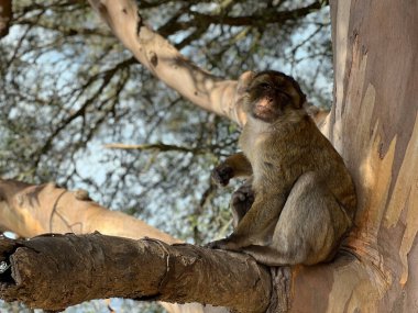 Gibraltar Doğa Koruma Alanındaki bir ağaçtaki Barbar Macaque maymunu