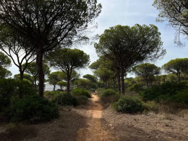 Sand path around Conil de la Frontera in Spain