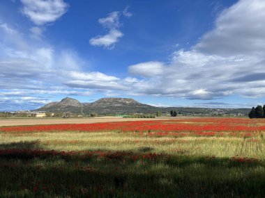 A field of red flower around the village Torroella de Montgri in catalonia spain clipart