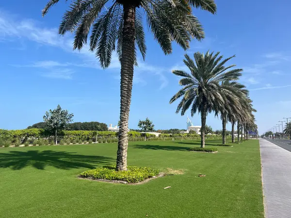 Weg Palmbomen Rond Sufouh Beach Dubai Verenigde Arabische Emiraten — Stockfoto