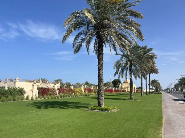 Дорога Пальмы Вокруг Пляжа Аль Суфух Дубае Объединенные Арабские Эмираты — стоковое фото