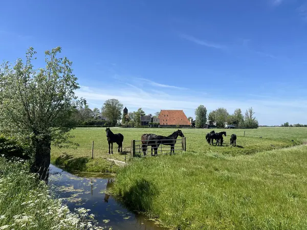 Horses Meadow Boazum Friesland Netherlands 免版税图库图片