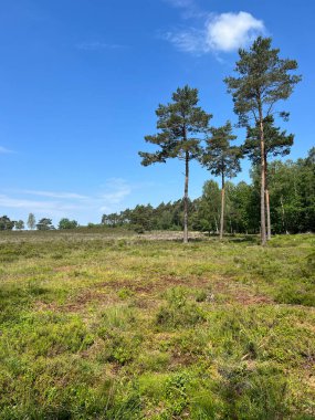 Hollanda, Gelderland 'deki Hatem çevresindeki doğa manzarası.