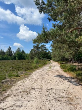 Hollanda, Gelderland 'deki Hatem' in etrafındaki MTB kayıtları.