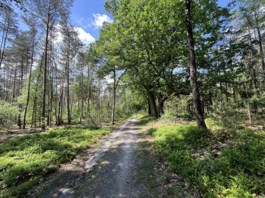 Hollanda, Gelderland 'deki Hatem' in etrafındaki MTB kayıtları.