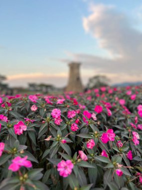 Pink flowers at Daereungwon Tomb Complex in Gyeongju, South Korea clipart