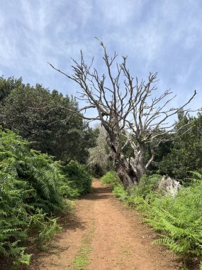 Büyük Kanarya adasında Teror 'da yürüyüş yapmak