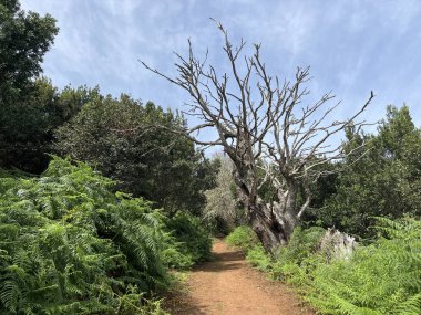Büyük Kanarya adasında Teror 'da yürüyüş yapmak