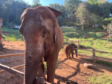 Elepehant Tayland 'daki Chiang Mai civarındaki Elefin çiftliğinde.