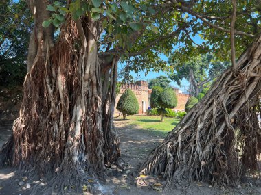 Chiang Mai, Tayland duvarının etrafındaki ağaçlar