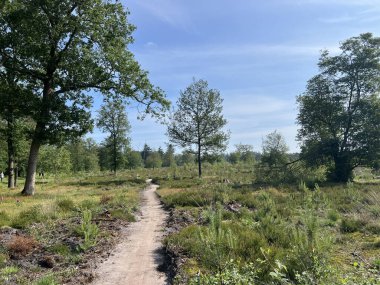 Appelscha 'daki MTB parçası, Hollanda' daki Friesland