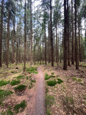 MTB track Sleen in Drenthe the Netherlands clipart