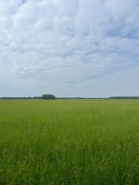 MTB 'nin çevresindeki manzara Hollanda' nın Drenthe şehrinde Sleen 'i izliyor.