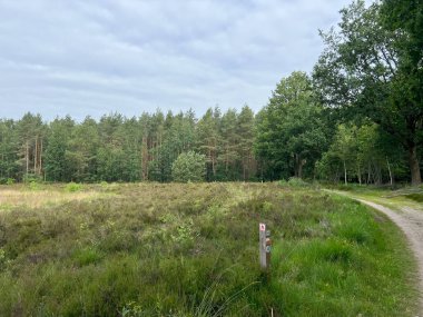 Hollanda Drenthe 'de Sleen' in izini sürdük.