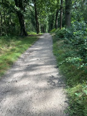Hollanda, Friesland 'daki Gaasterland ormanının yolu.