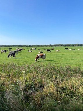 Hollanda, Friesland 'daki de Deelen çevresindeki çayırlarda inekler.