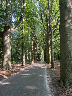 Hollanda 'nın Friesland bölgesindeki bisiklet yolu.