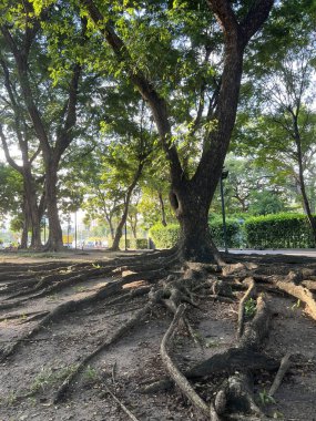 Bangkok, Tayland 'daki Benchakitti orman parkındaki ağaç.