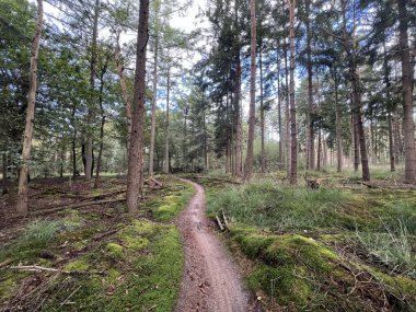 Hollanda 'nın Overijssel kentindeki Diffelen çevresindeki MTB hattı