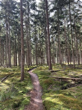Hollanda 'nın Overijssel kentindeki Diffelen çevresindeki MTB hattı
