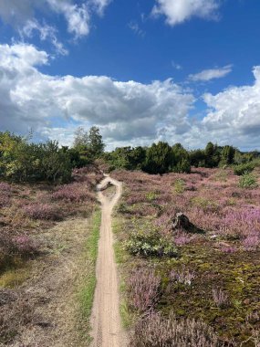 MTB Hollanda Overijssel 'deki Lemelerberg' i izliyor.