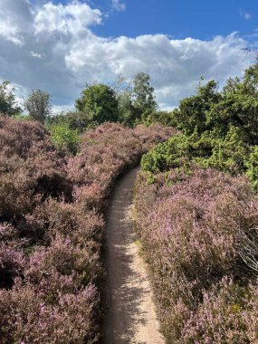 MTB Hollanda Overijssel 'deki Lemelerberg' i izliyor.