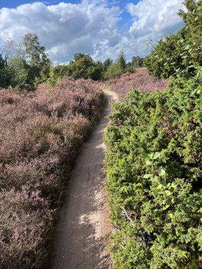 MTB Hollanda Overijssel 'deki Lemelerberg' i izliyor.