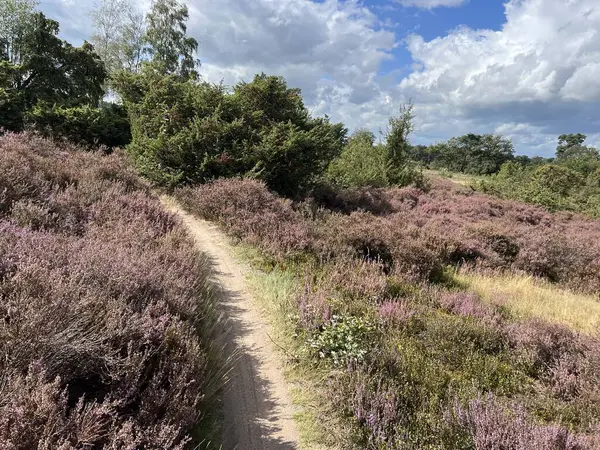 MTB Hollanda Overijssel 'deki Lemelerberg' i izliyor.