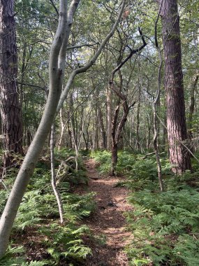 Friesland 'daki Balk Ormanı Hollanda