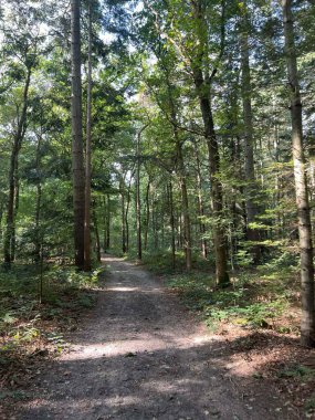 Gaasterland Friesland Ormanı Hollanda