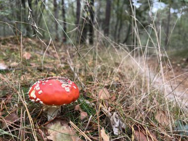 Appelscha, Friesland ve Hollanda çevresindeki ormandaki MTV pistinin yanındaki mantar.