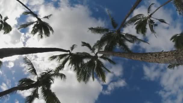 Pasifik Adası Palmiye Ağaçları Parçalı Bulutlu Bir Gökyüzü Ile Rüzgarda — Stok video