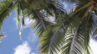Tropical green palm fronds swaying in the wind as white clouds move across the sunny blue sky