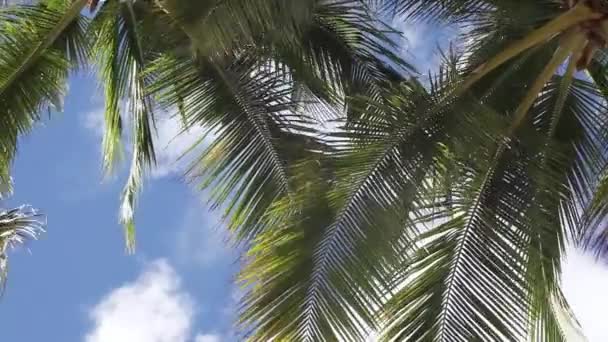 Tropical Green Palm Fronds Swaying Wind White Clouds Move Sunny — Wideo stockowe