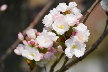 Güzel beyaz Japon kiraz çiçekli sakura makrosunu seçici bir odak ile kapat.