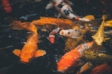 Altın sazanlar ve koi balığı, renkli dekoratif balıklar yapay bir gölette yüzerler, hayvan konsepti..