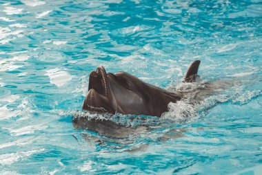 Yunuslar dans eden çiftleri gösteriyor ve havuzda yüzerken eğleniyorlar. Pattaya Dolphinarium 'daki havuzda yunus gösterisi, Chonburi Eyaleti, Tayland.