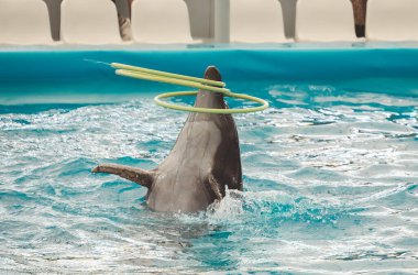 Yunuslar dans eden, basketbol oynayan ve havuzda yüzen yunusları gösteriyor. Pattaya Dolphinarium 'daki havuzda yunus gösterisi, Chonburi Eyaleti, Tayland.