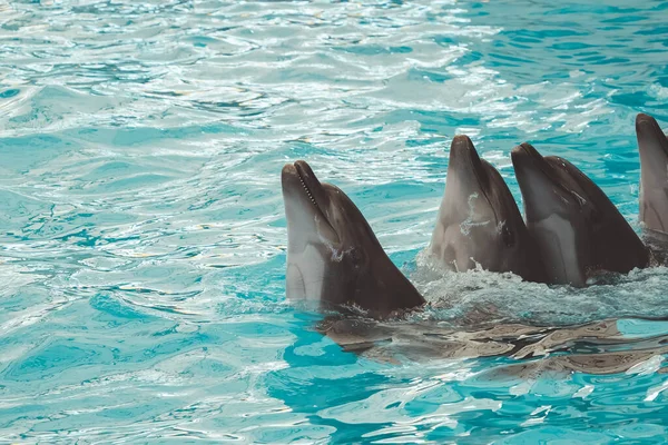 Group of dolphins showing performing and having fun swimming in the pool. Dolphin show in the pool at Pattaya Dolphinarium, Chonburi Province, Thailand.