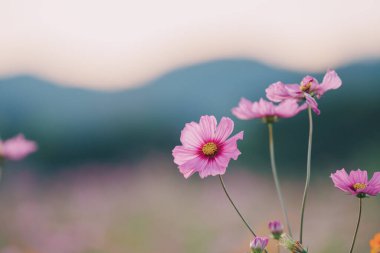 Bahçede çiçek açan güzel kozmos çiçeklerini kapat. Renkli kozmos çiçekleri bahar sabahı ve mavi gökyüzü. Kozmos çiçekleri sabahın köründe Chiang Rai 'deki çiftlikte. Tayland 'ın kuzeyi.