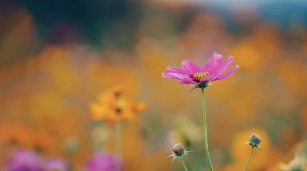 stock image Close up beautiful cosmos flowers blooming in garden. Colorful cosmos flowers in spring morning and blue sky. Cosmos flowers at the farm in sunrise in the morning at chiang rai. North of thailand.