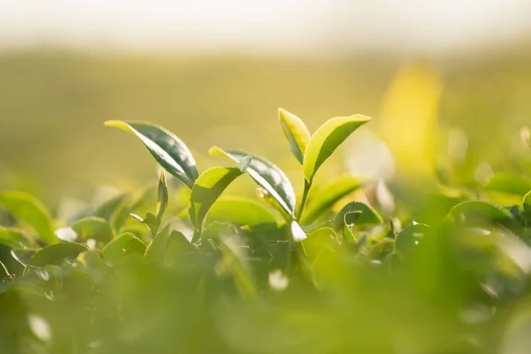 朝の緑の茶葉プランテーション有機農場 背景がぼやけている 新鮮な緑茶の葉 朝の日の出に緑の茶畑 新鮮な有機茶園の壁紙の背景 — ストック写真