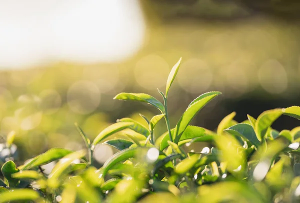 朝の緑の茶葉プランテーション有機農場 背景がぼやけている 新鮮な緑茶の葉 朝の日の出に緑の茶畑 新鮮な有機茶園の壁紙の背景 — ストック写真