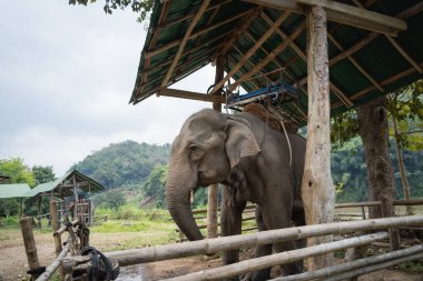 Elephant The Largest Land Animal from head to butt. Cute adorable elephant in spectacular Elephant Valley at the zoo.Indian elephants.Animal with long trunk,tusks,large ear flaps, massive legs.