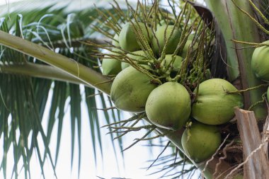 Açık mavi gökyüzünde hindistan cevizi ağacında taze hindistan cevizleri. Tatlı hindistan cevizleri. Hindistan cevizi bahçesinde hasat zamanı. taze meyve kavramı.