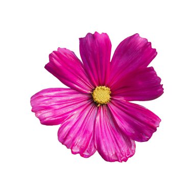 Beyaz arka planda izole edilmiş pembe kozmos bipinnatus çiçekleri. Süslü bahçe bitkisi Cosmos bipinnatus yakın çekim makrosu. Beyaz ekranda Di-cut pembe kozmos çiçekleri. Doğa çiçekleri konsepti.