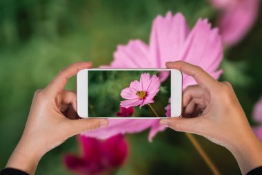 Hand holding mobile phone and take a photo bees eating pollen on cosmos flowers, blooming in garden. Colorful cosmos flowers in spring morning. Cosmos flowers at the farm sunrise morning. Copy space.