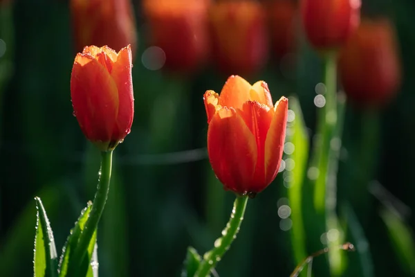Lukk Knopper Tulipaner Med Ferske Grønne Blader Uklar Grønn Bakgrunn – stockfoto