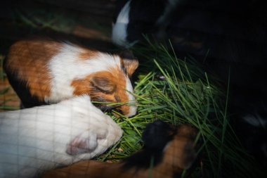 Küçük kobay, kafesteki bir besleyiciden yiyecek otları yiyor. Kısa saçlı hayvan ve Habeş kobayı yemek için yalvarıyor..